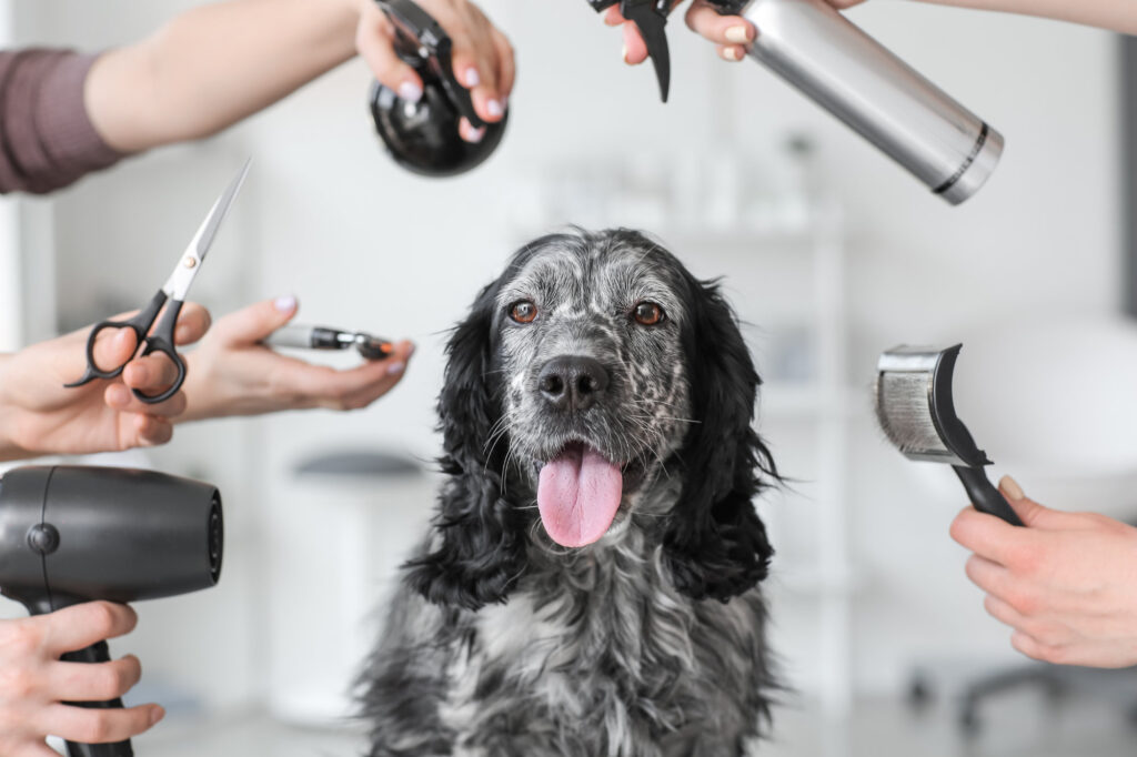 Hund Tierglück Fellpflege