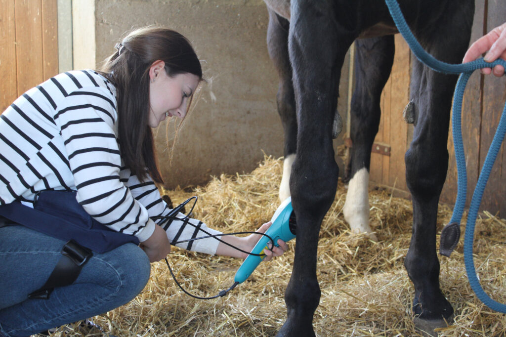 Lasertherapie beim Pferd durch den Tiersalon Zum Tierglück