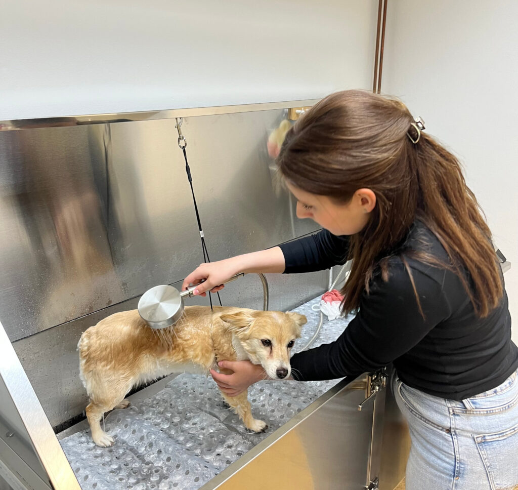 Fellpflege im Tiersalon Zum Tierglück