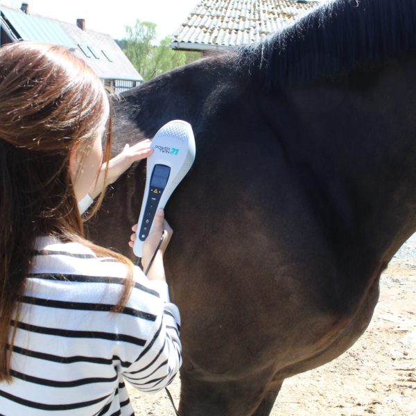 Tierglück_Behandlung_Pferd_Laser Lasertherapie beim Pferd durch den Tiersalon Zum Tierglück