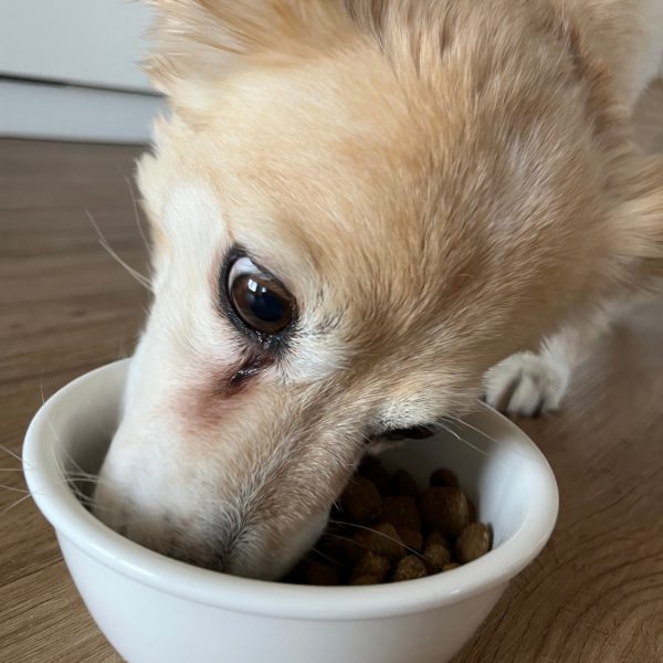 Tierglück_Futter Ernährungsprodukte im Tiersalon zum Tierglück