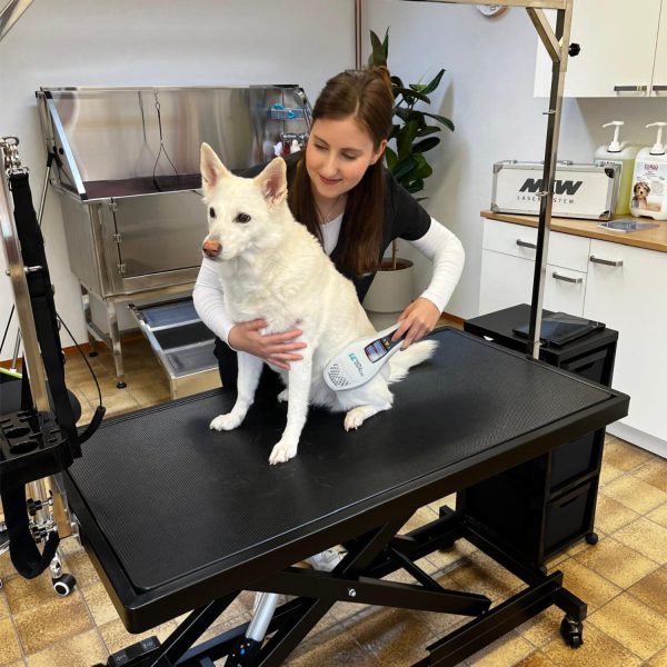 Lasertherapie im Tiersalon Zum Tierglück